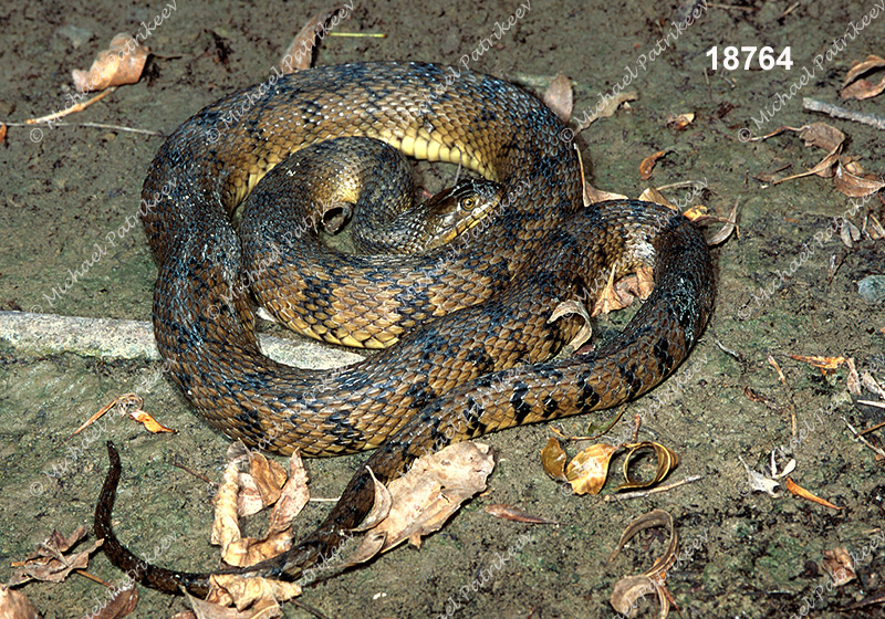Diamondback Watersnake (Nerodia rhombifer)